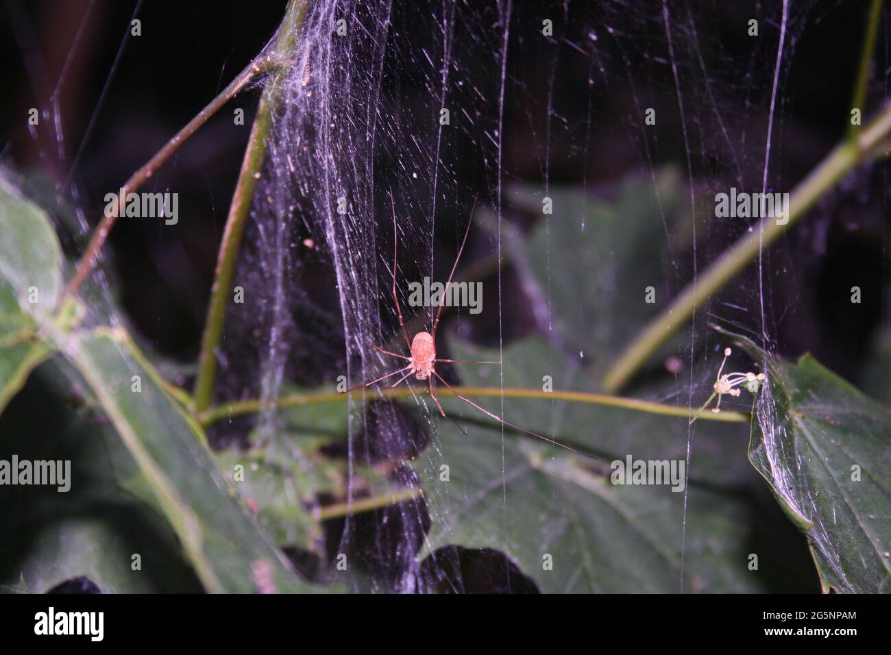 Crociera (Arachnid) Foto Stock