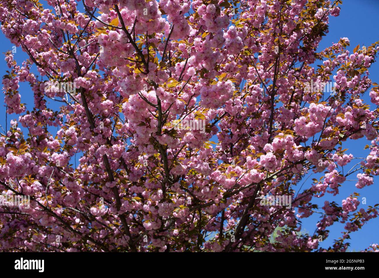 Fiore rosa sakura albero sfondo. Fiori rosa sul ramo dell'albero. Ciliegio del Giappone. Fiori Sakura. Foto Stock