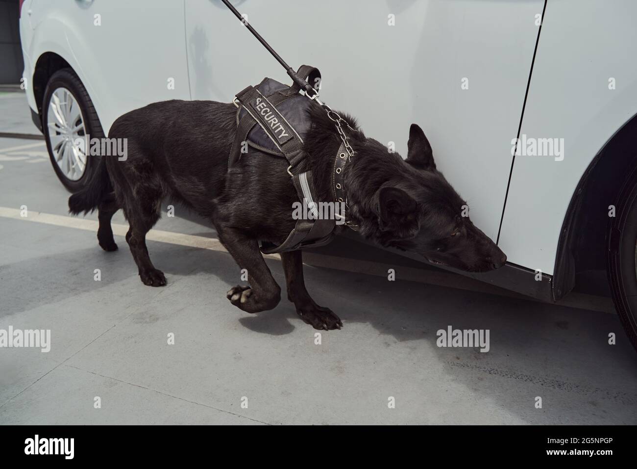 Cane da cecchino o cane da rilevamento che ispeziona l'auto all'aeroporto Foto Stock