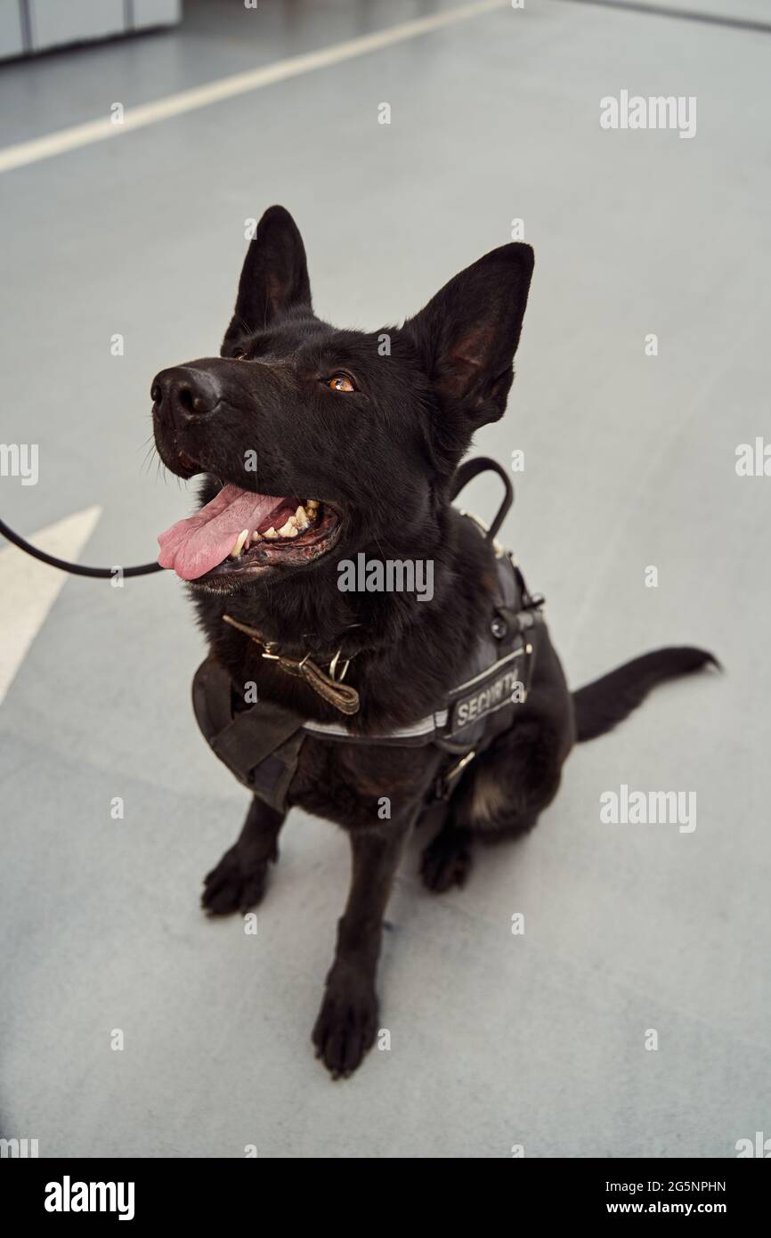 Cane di sicurezza o cane di rilevamento in servizio all'aeroporto Foto Stock