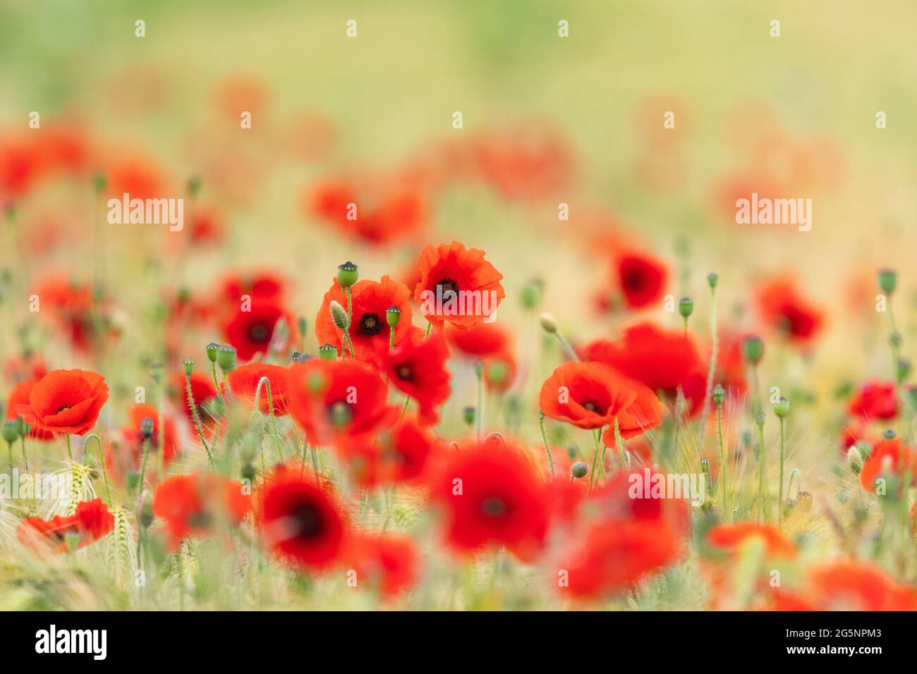 Papaveri nel campo dell'orzo - Scozia, Regno Unito Foto Stock