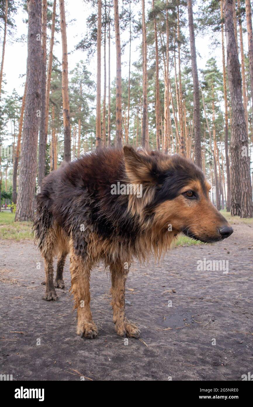 Un simpatico cane senza casa con gli occhi carini in un parco estivo. Concetto di adozione. Triste cane senza casa in posa nel parco Foto Stock