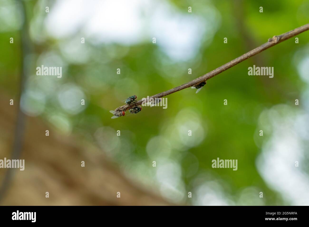 Un gruppo di comune bottiglia verde vola seduto o perching su un ramo. Comune greenbottle mosca insetti closeup foto in un giorno d'estate Foto Stock
