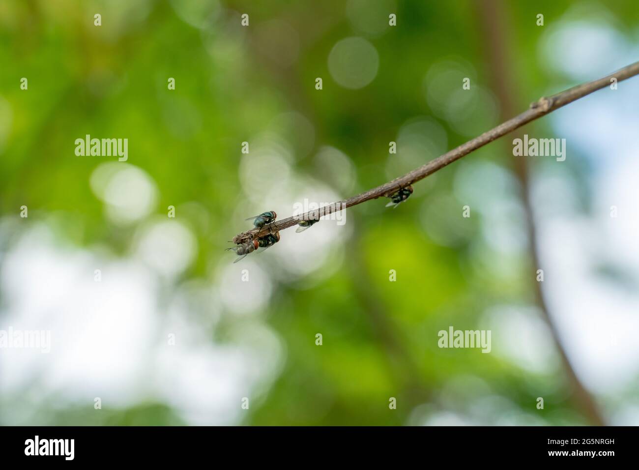 Un gruppo di comune bottiglia verde vola seduto o perching su un ramo. Comune greenbottle mosca insetti closeup foto in un giorno d'estate Foto Stock