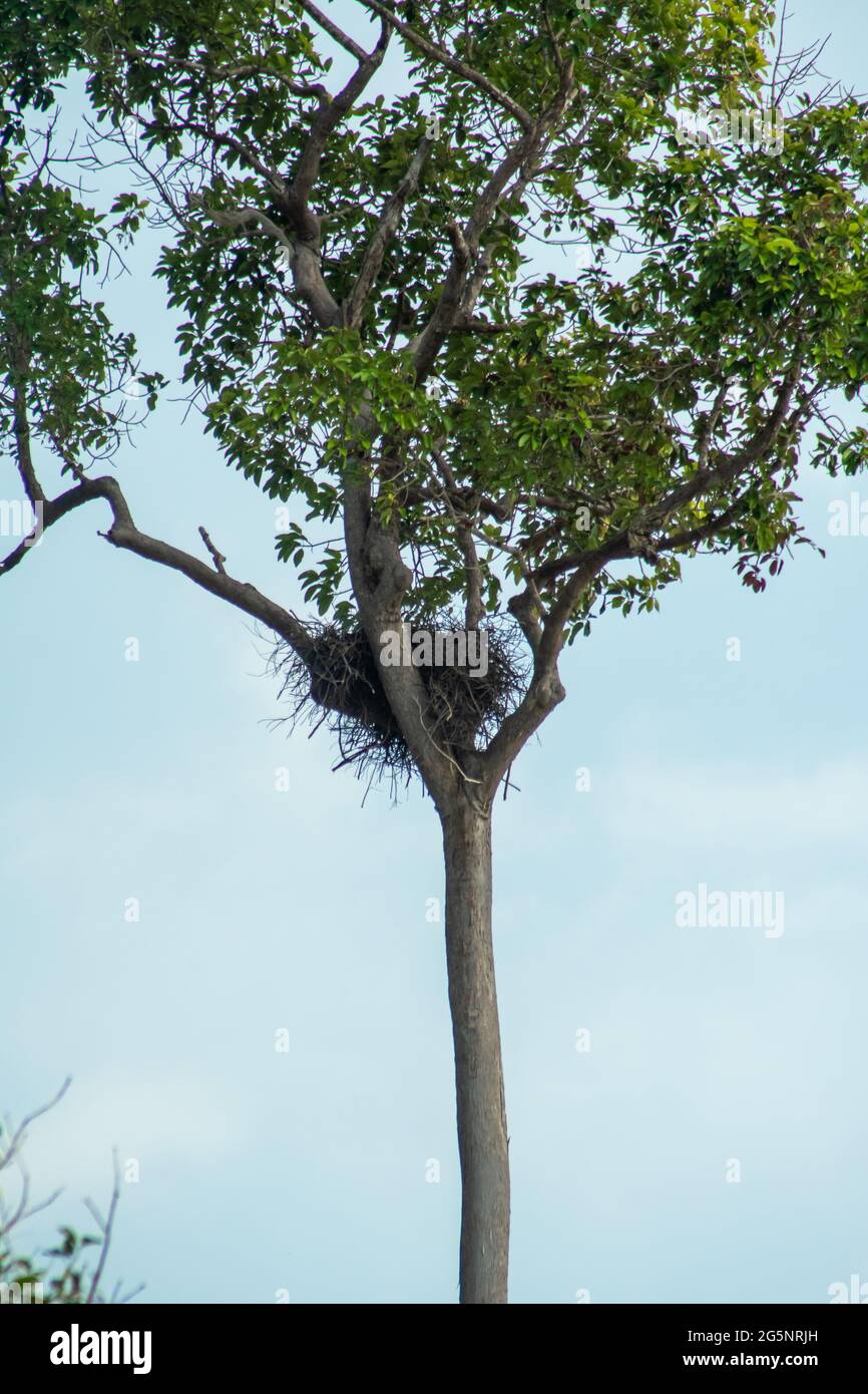 I nidi di grandi uccelli fatti di piccoli rami di legno sulle cime degli alberi con il cielo blu nuvoloso sfondo nella foresta pluviale, Endau, Malesia Foto Stock