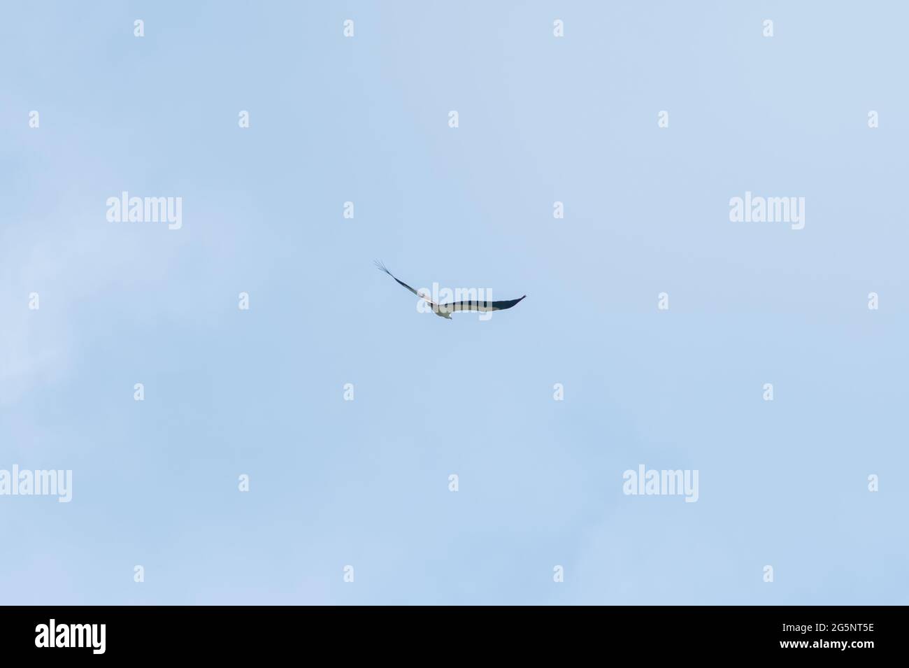 Aquila di mare dalla brezza bianca o aquila di mare bianca (Haliaetus  leucogaster) che vola su cielo blu, Endau, Malesia Foto stock - Alamy