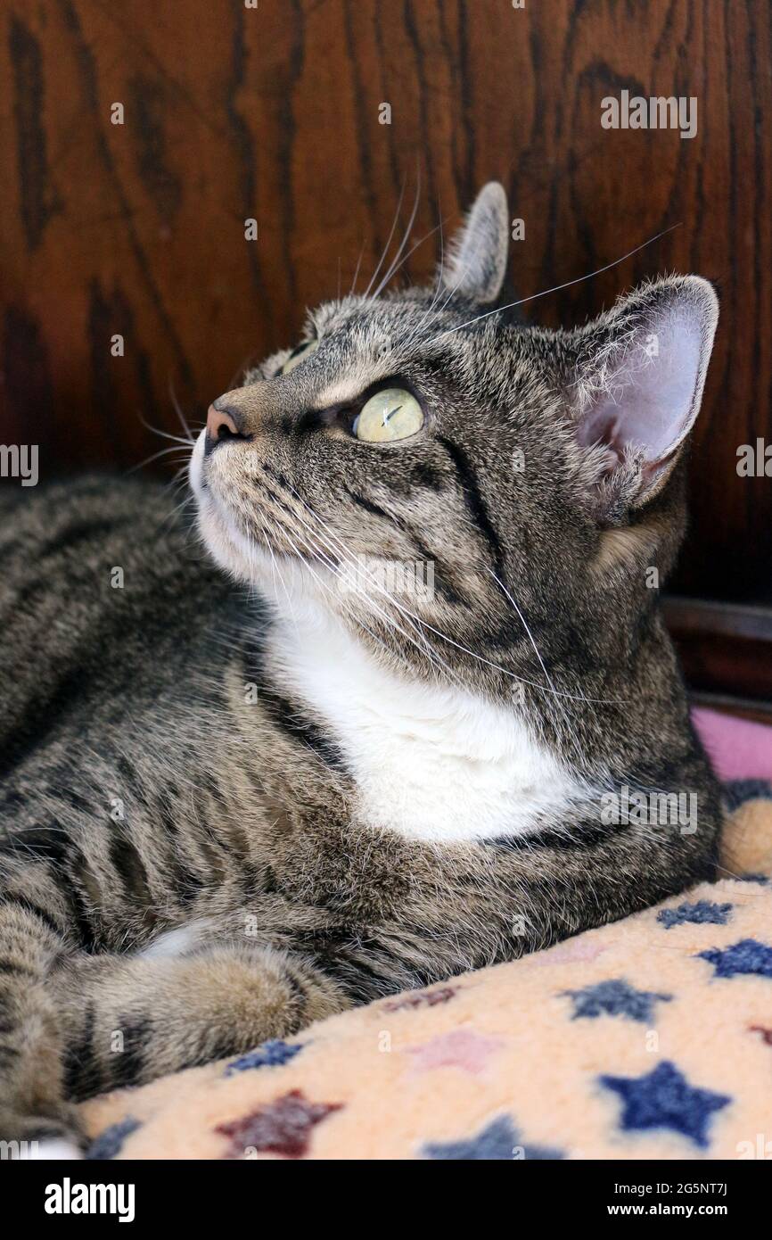 ritratto di un gatto bianco e tabby che guarda uccelli da interni Foto Stock
