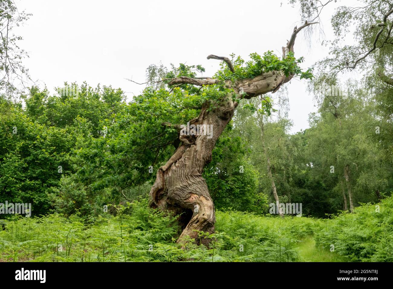I resti contorti di un vecchio albero di querce gnarled quasi morti ma ancora in foglia su un fondo boscoso Foto Stock