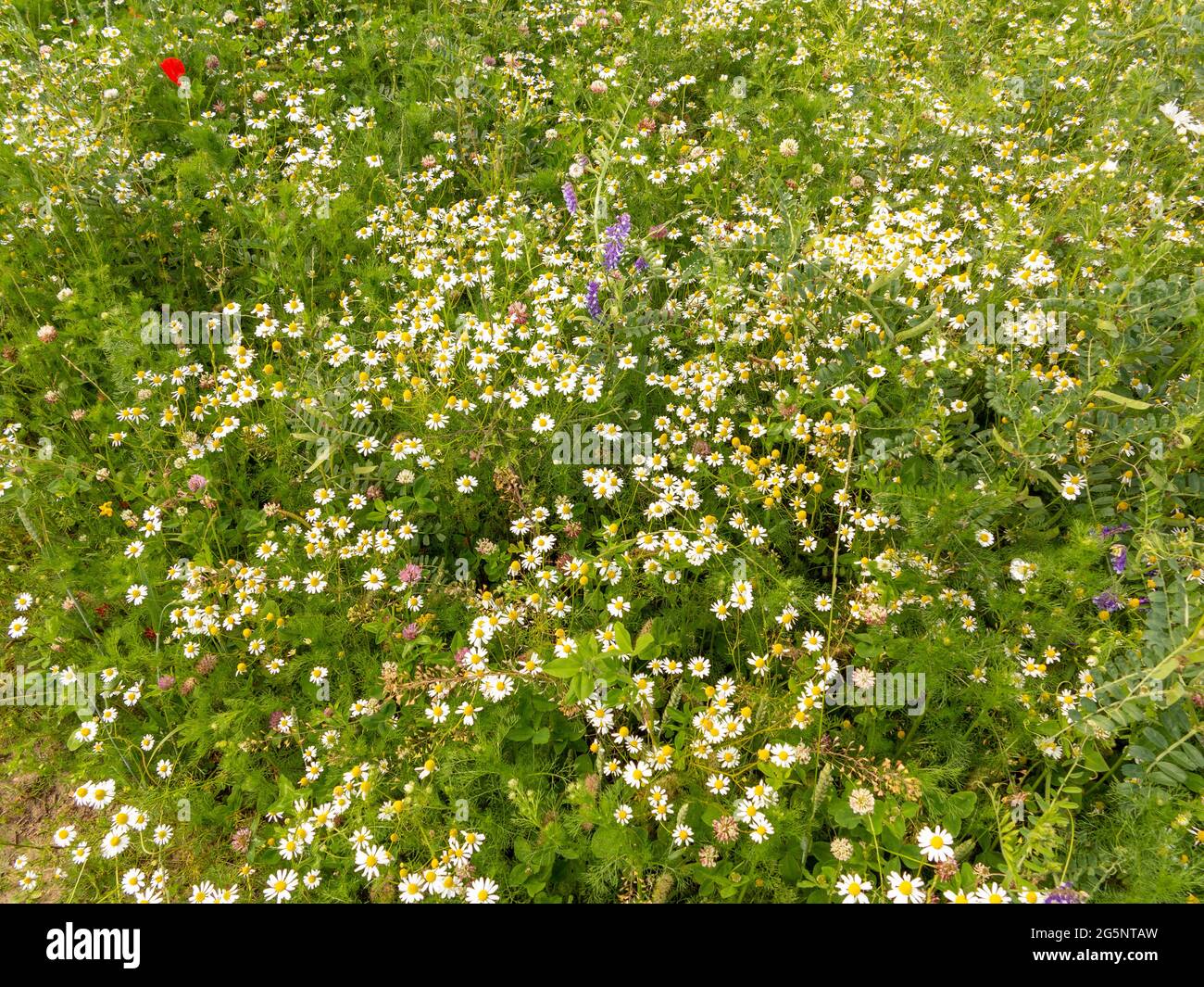 Un margine di campo pieno di molte specie di fiori selvatici Foto Stock