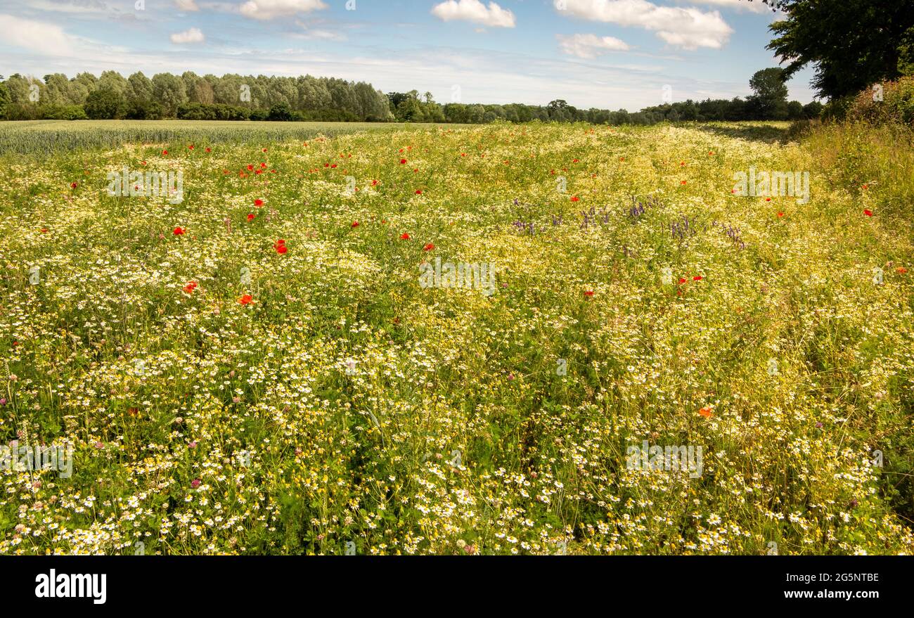 Panorama di campo di coltura con ampio margine pieno di molte specie di fiori selvatici Foto Stock