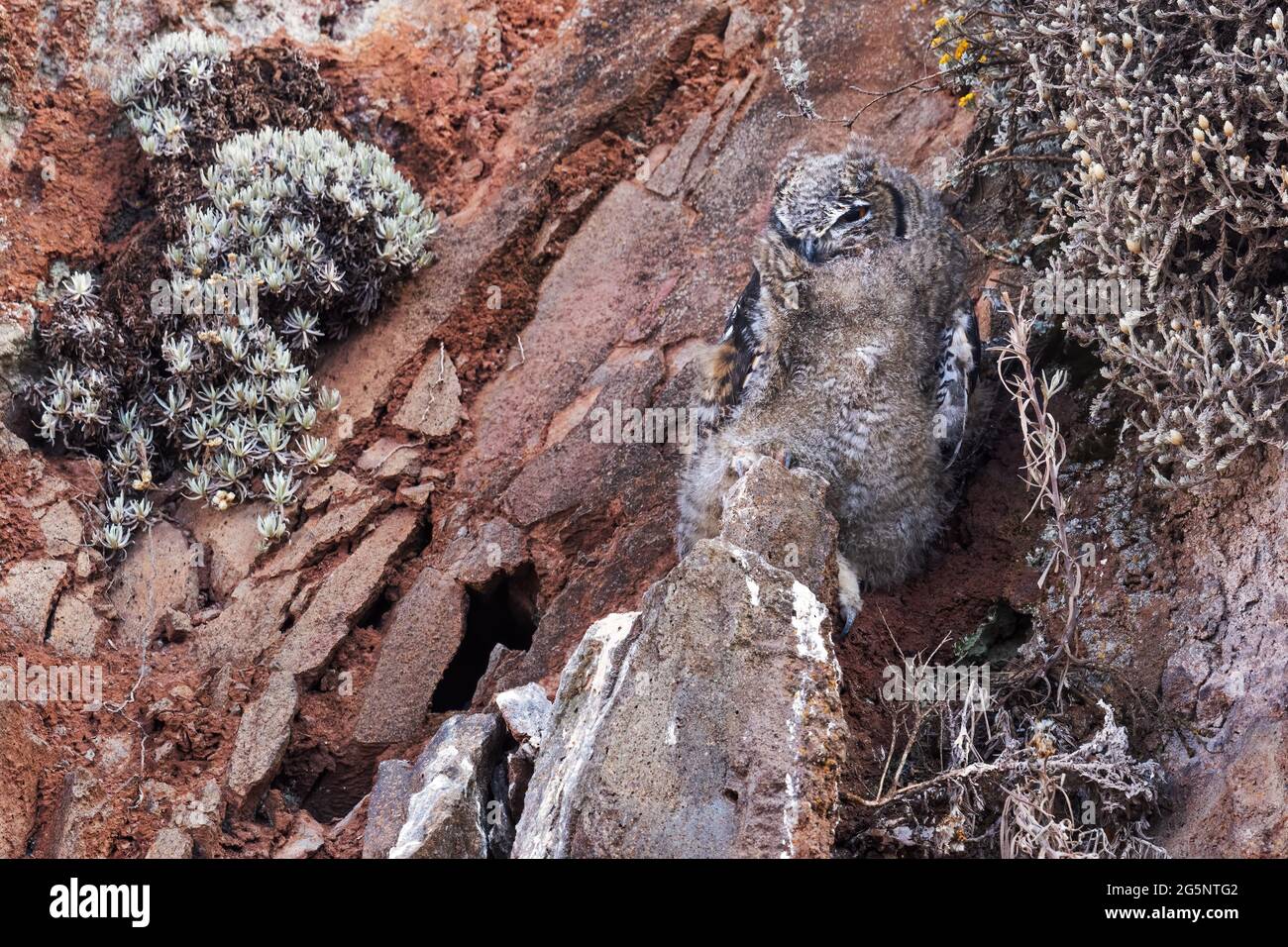 Capo Eagle-owl - Bupo capensis, bella grande aquila gufo da boschi africani, foreste e altopiani, montagne Simien, Etiopia. Foto Stock