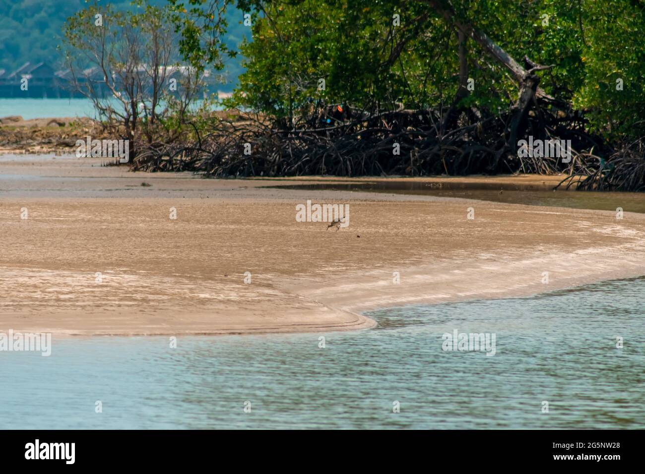 Whimbrel (Numenius phaeopus) uccello guado con lungo becco a piedi e l'alimentazione sulla bassa marea sulla spiaggia di sabbia e la foresta di mangrovie nel backgro Foto Stock