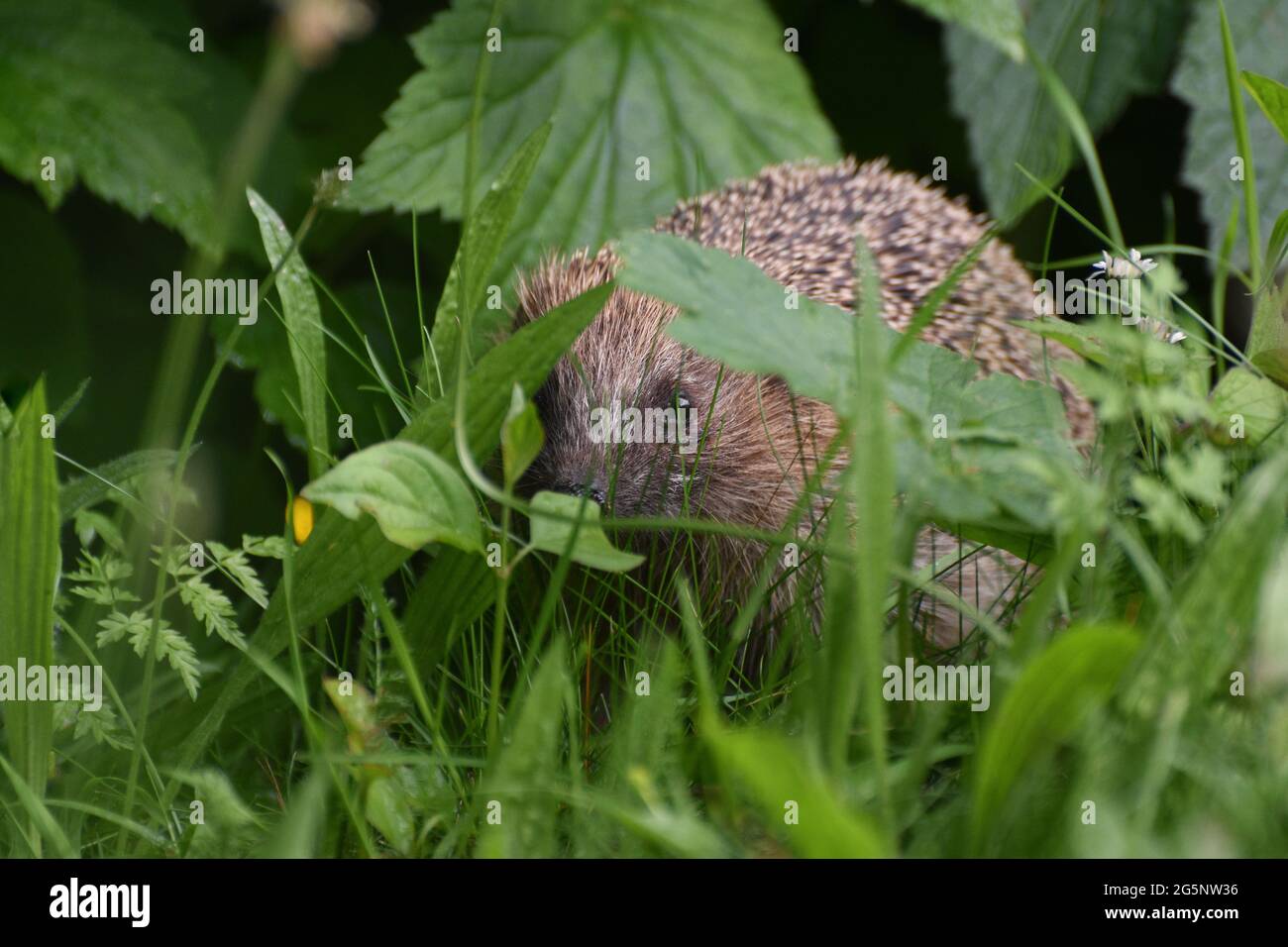 Un riccio in un giardino britannico che pepica attraverso le lame di erba Foto Stock