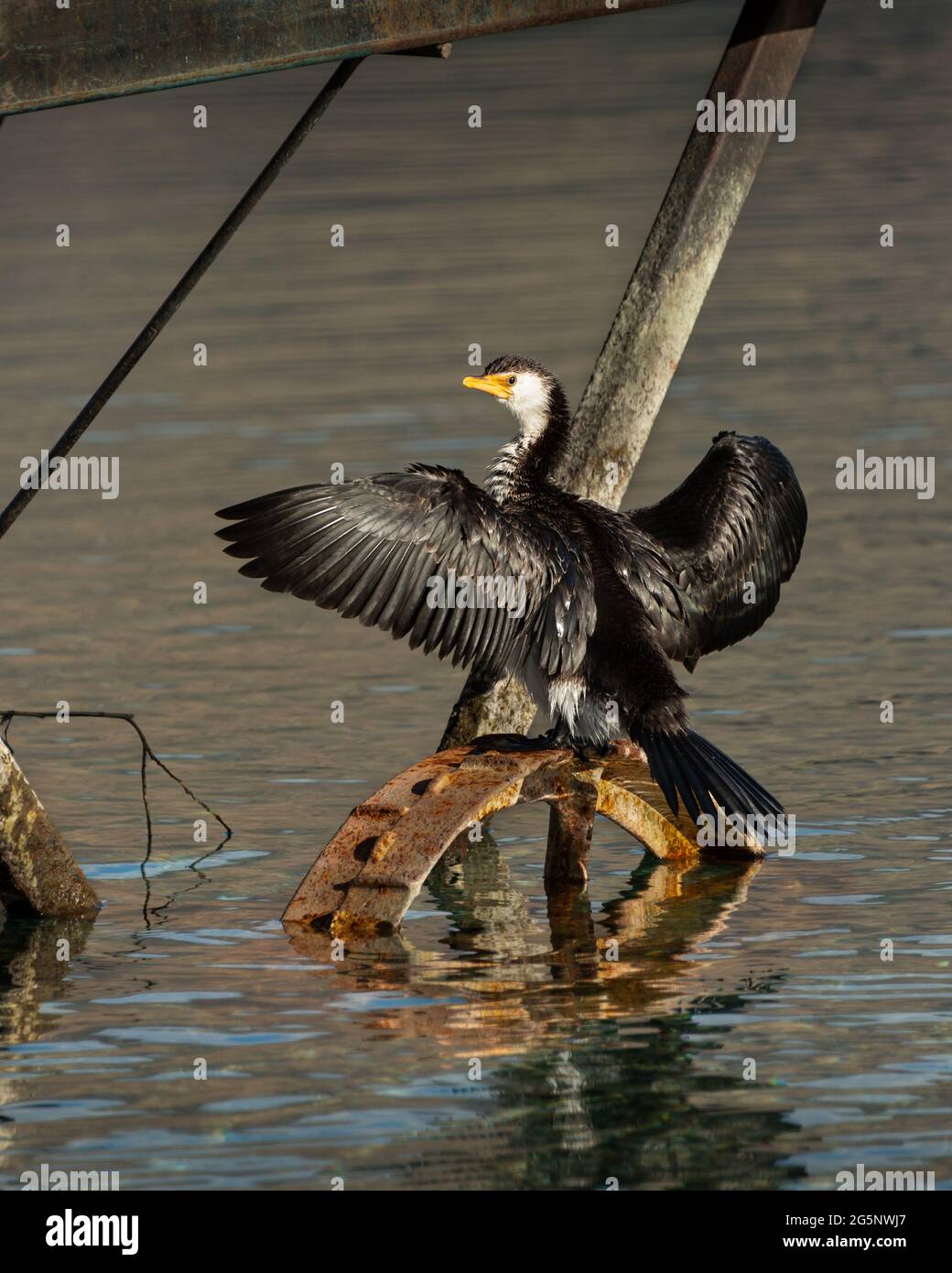 Black Shag asciugando le sue ali sotto un molo al Lago Wanaka, Isola del Sud, formato verticale Foto Stock
