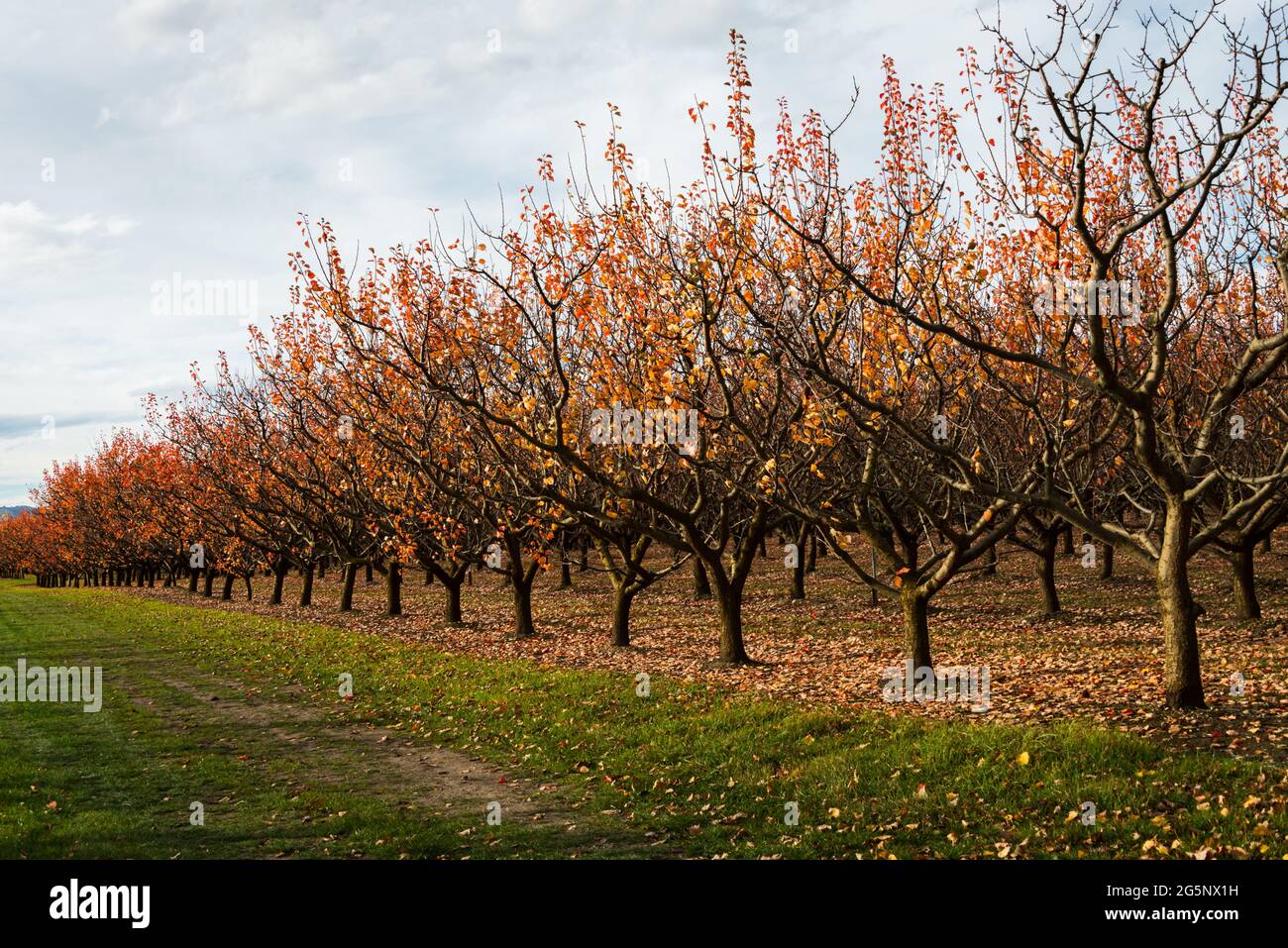Frutteto di albicocche in autunno con foglie dorate che cadono sul terreno, regione di Otago, Isola del Sud Foto Stock
