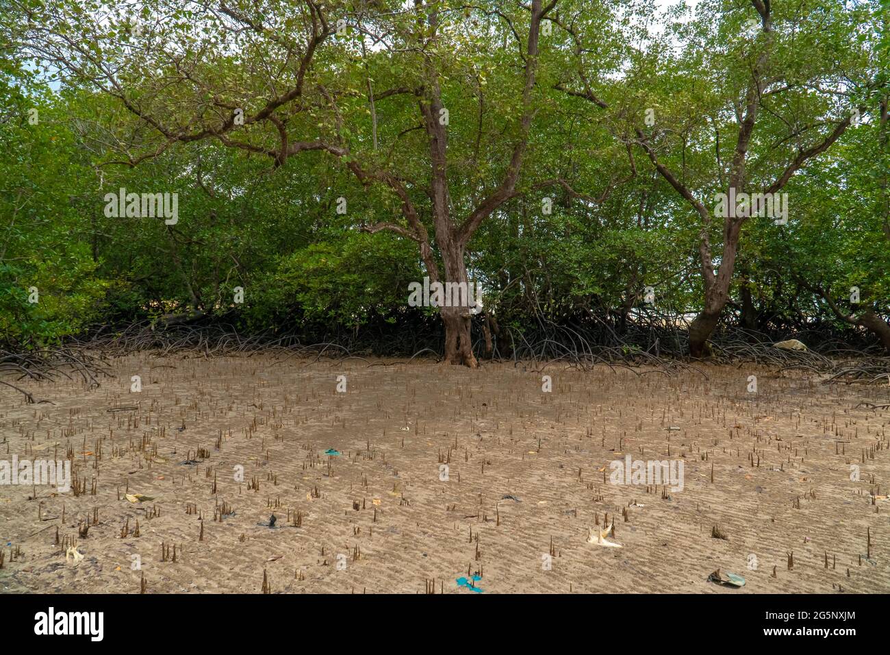 Alberi tropicali della foresta di mangrovie, radici, pneumatophores e radici aeree a bassa marea spiaggia d'acqua, Endau, Malesia Foto Stock