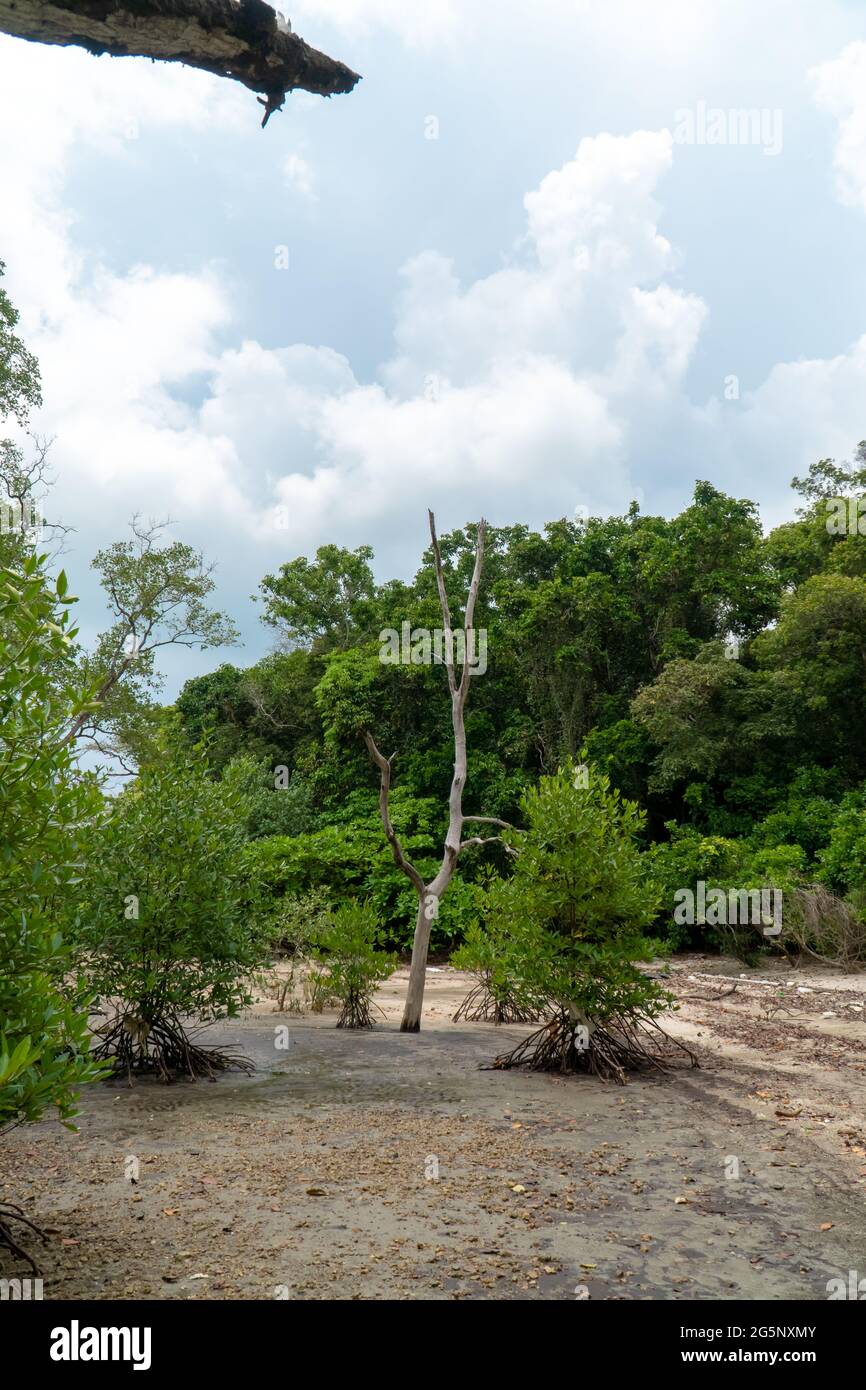 Un albero di mangrovie morto nella foresta tropicale di mangrovie durante il periodo di bassa marea, Endau, Malesia Foto Stock