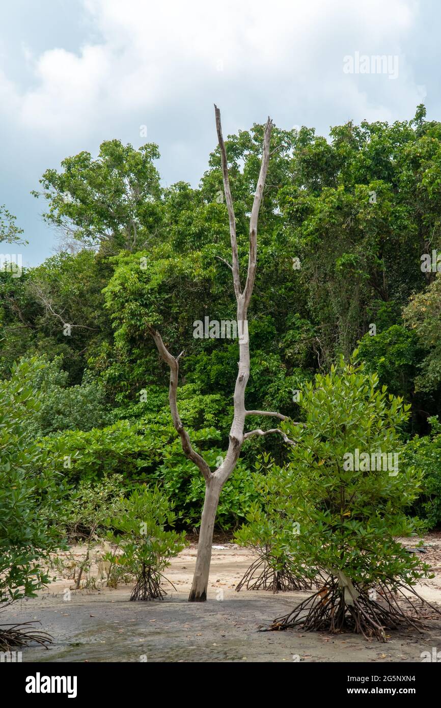 Un albero di mangrovie morto nella foresta tropicale di mangrovie durante il periodo di bassa marea, Endau, Malesia Foto Stock