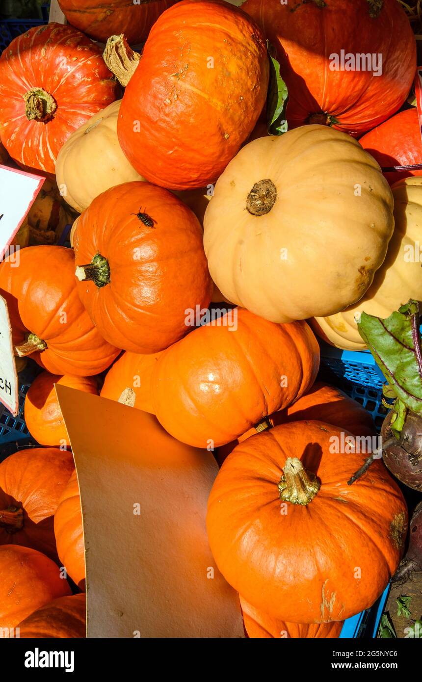 Zucche in vendita nel mercato di Cambridge - Inghilterra Foto Stock