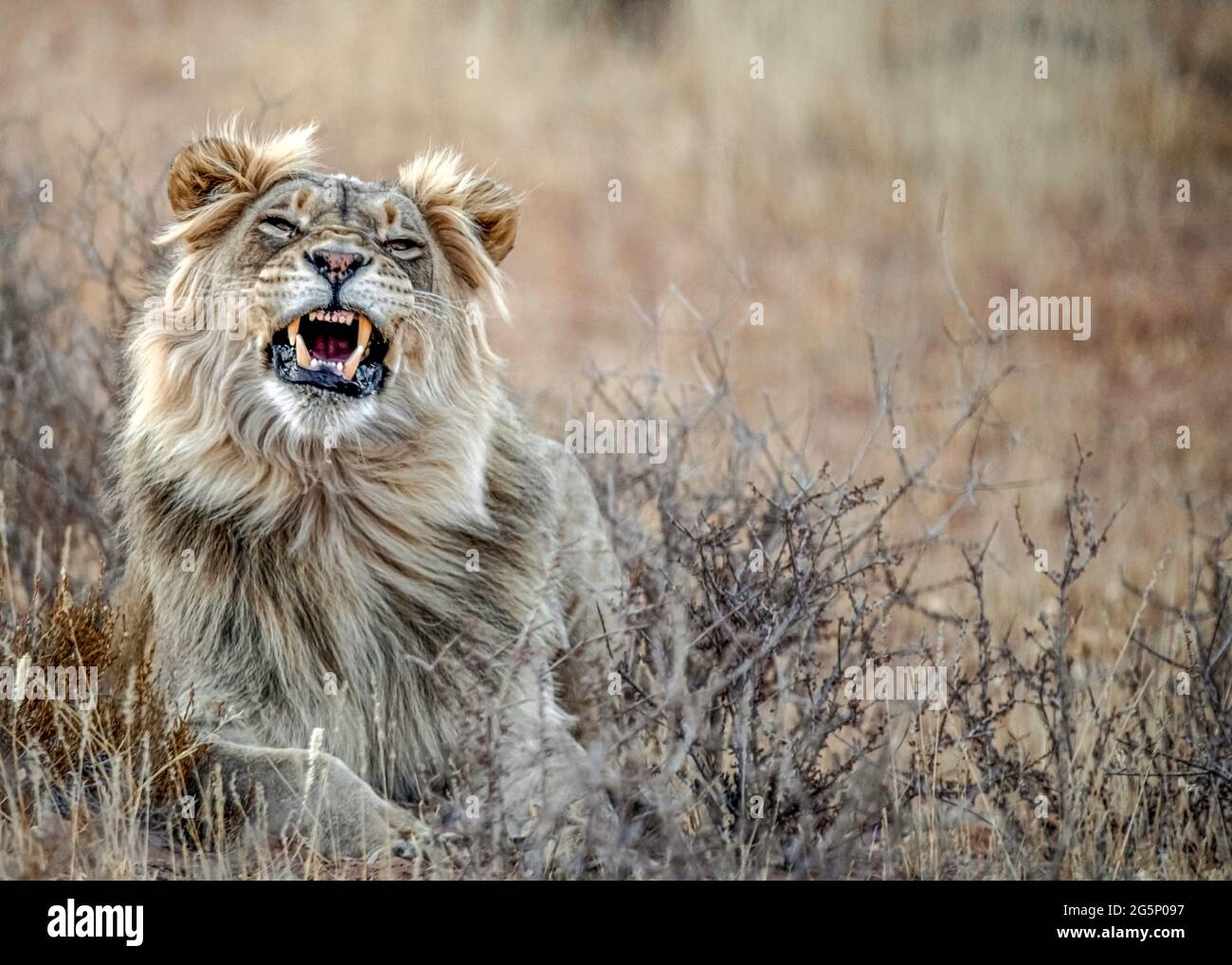 Il leone di Kalahari, che si innamia selvatico, si trova nel Kgalagadi TransFrontier Park, in Sudafrica Foto Stock