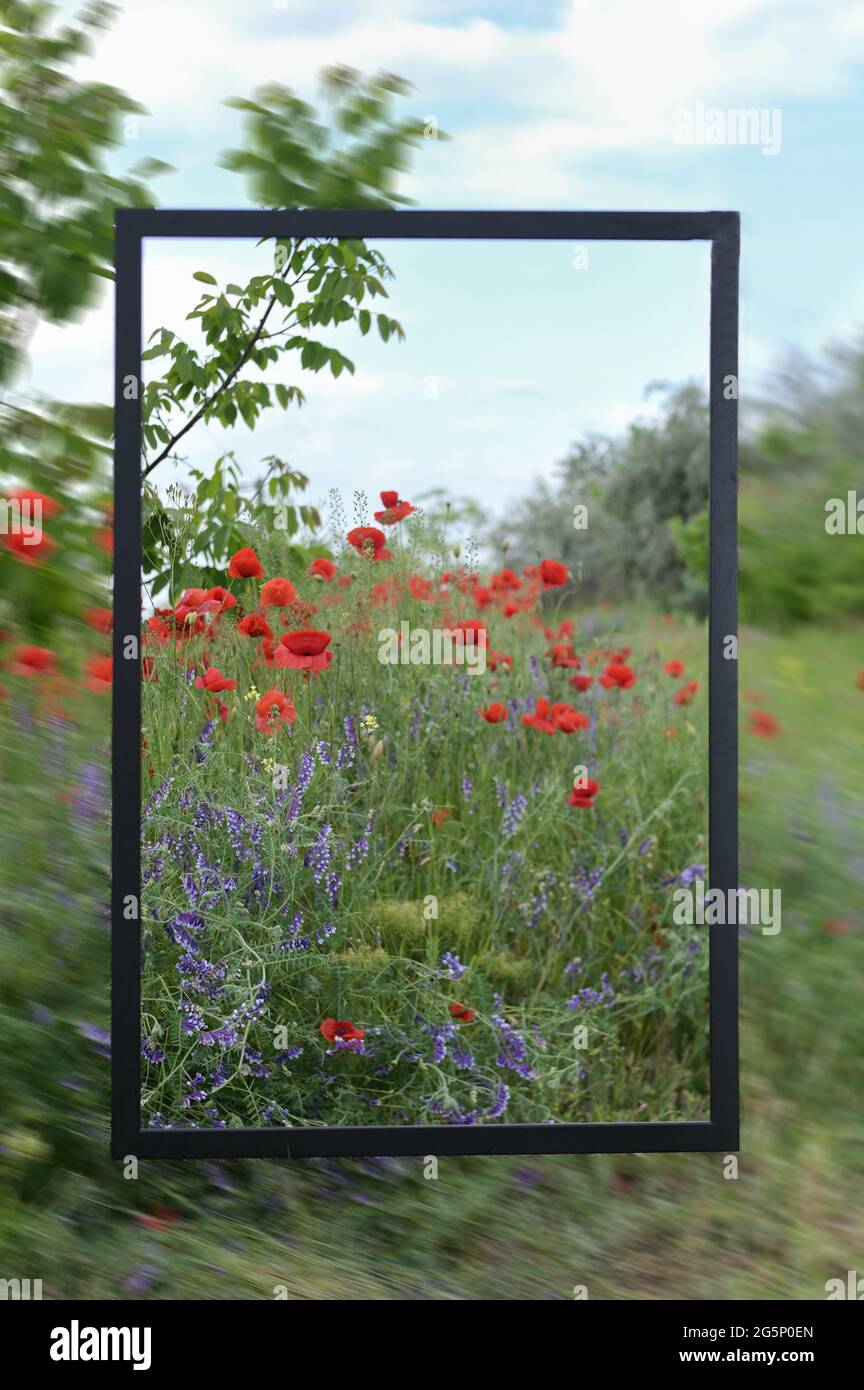 Struttura in legno Concept con vetri trasparenti su Spring Field Foto Stock