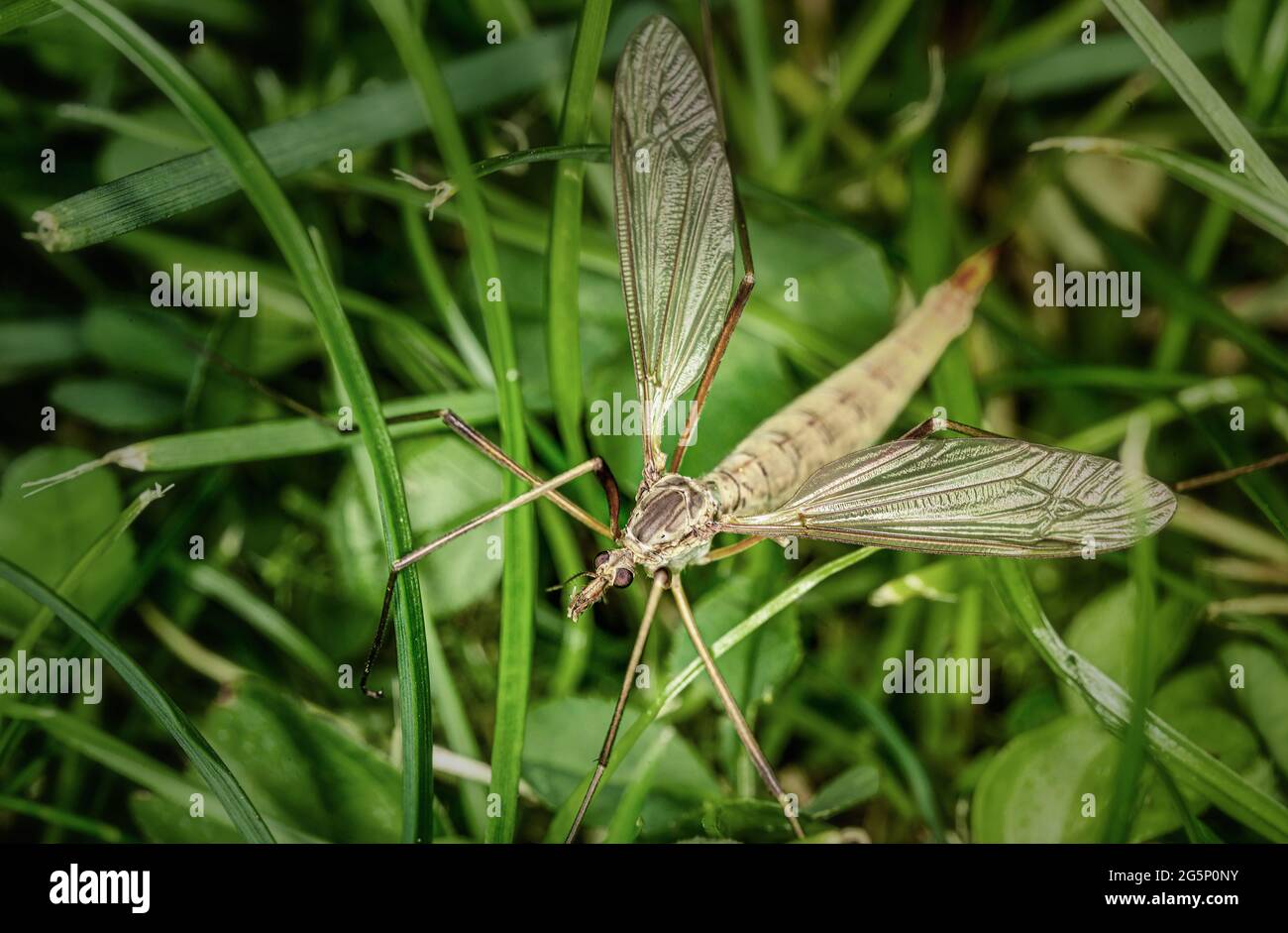 un insetto nell'erba Foto Stock