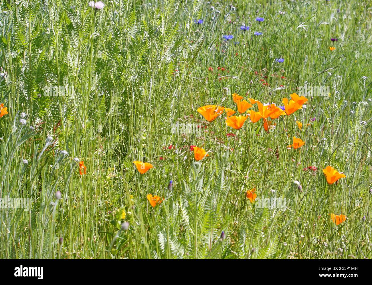 Sezione di un prato di fiori selvatici, attraente per le api e le farfalle, con papaveri gialli della California e fiori di mais blu Foto Stock