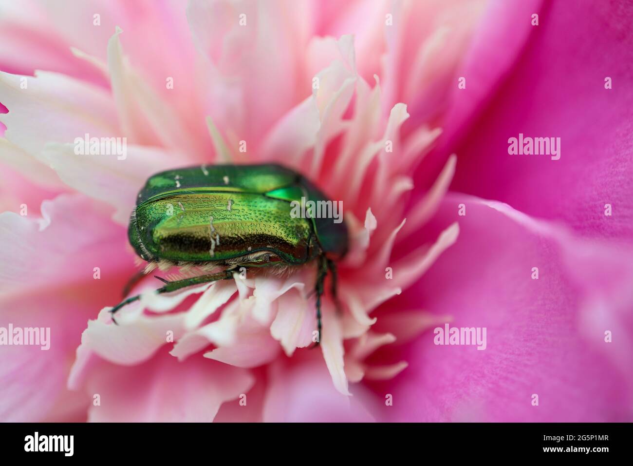Scarabeo verde Cetonia Aurata su pony rosa in giardino , macro scarabeo verde, insetto su fiore, fauna, insetto faunistico, bellezza nella natura, foto macro Foto Stock