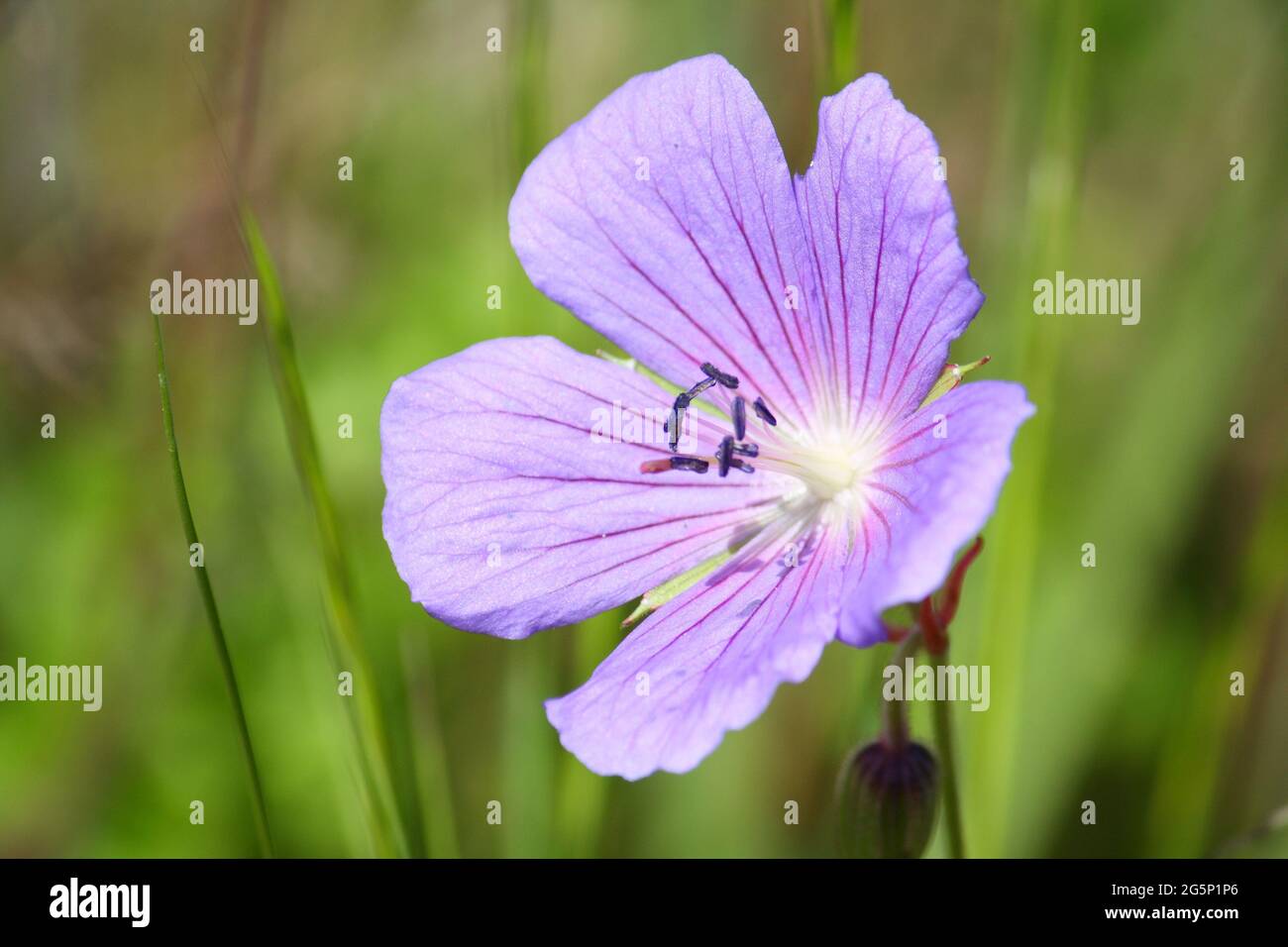 Primo piano di un fiore blu-viola della fattura di Meadow Crane (geranium pratense), noto anche come Meadow Geranium Foto Stock