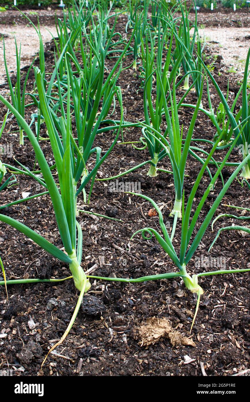 cipolle organiche che crescono in file Foto Stock