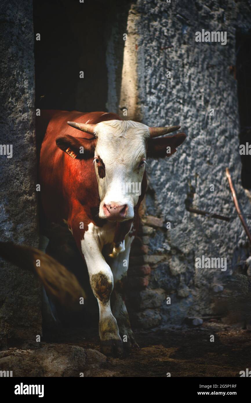 Una mucca esce dalla stalla Foto Stock