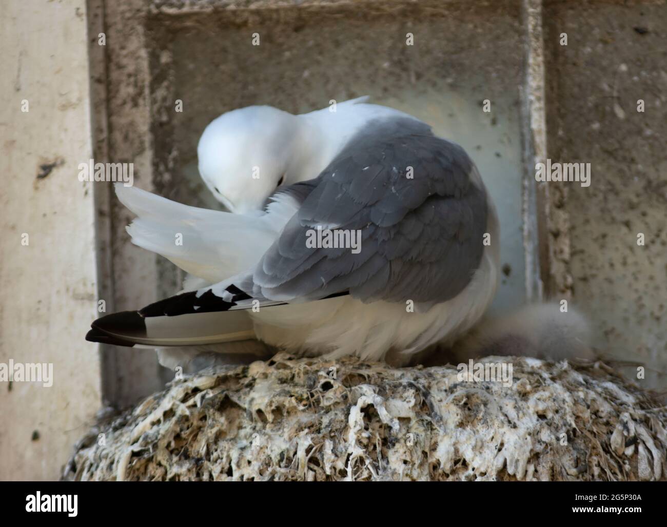 Anche se le colonie di nido sono luoghi caotici e rumorosi, gli uccelli genitori e pulcini trascorrono molto tempo a riposare e preening piumaggio. Foto Stock