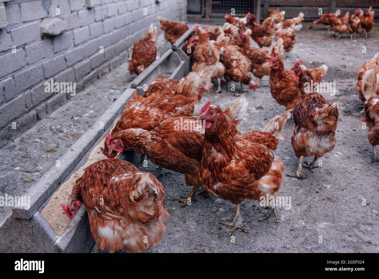 Gregge di galline piume rosse nel cortile della fattoria di pollo. Pollame domestico. Foto Stock