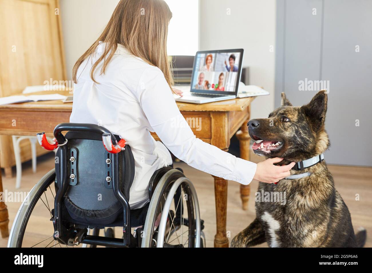 Donna in sedia a rotelle in ufficio domestico che ha videoconferenza sul computer con cane di assistenza Foto Stock