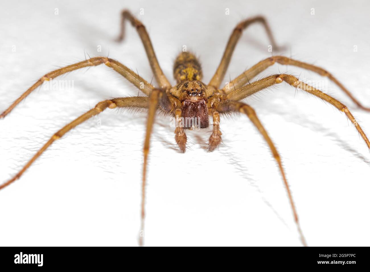 Il ragno della Giant House, Tegenaria Gigantea, su sfondo bianco. Eratigena atrica, duellica, saeva. Foto Stock
