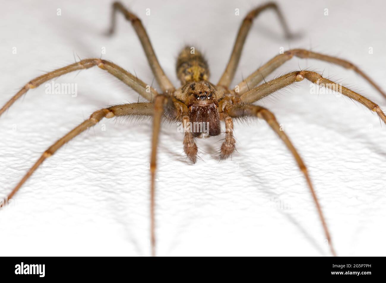 Il ragno della Giant House, Tegenaria Gigantea, su sfondo bianco. Eratigena atrica, duellica, saeva. Foto Stock