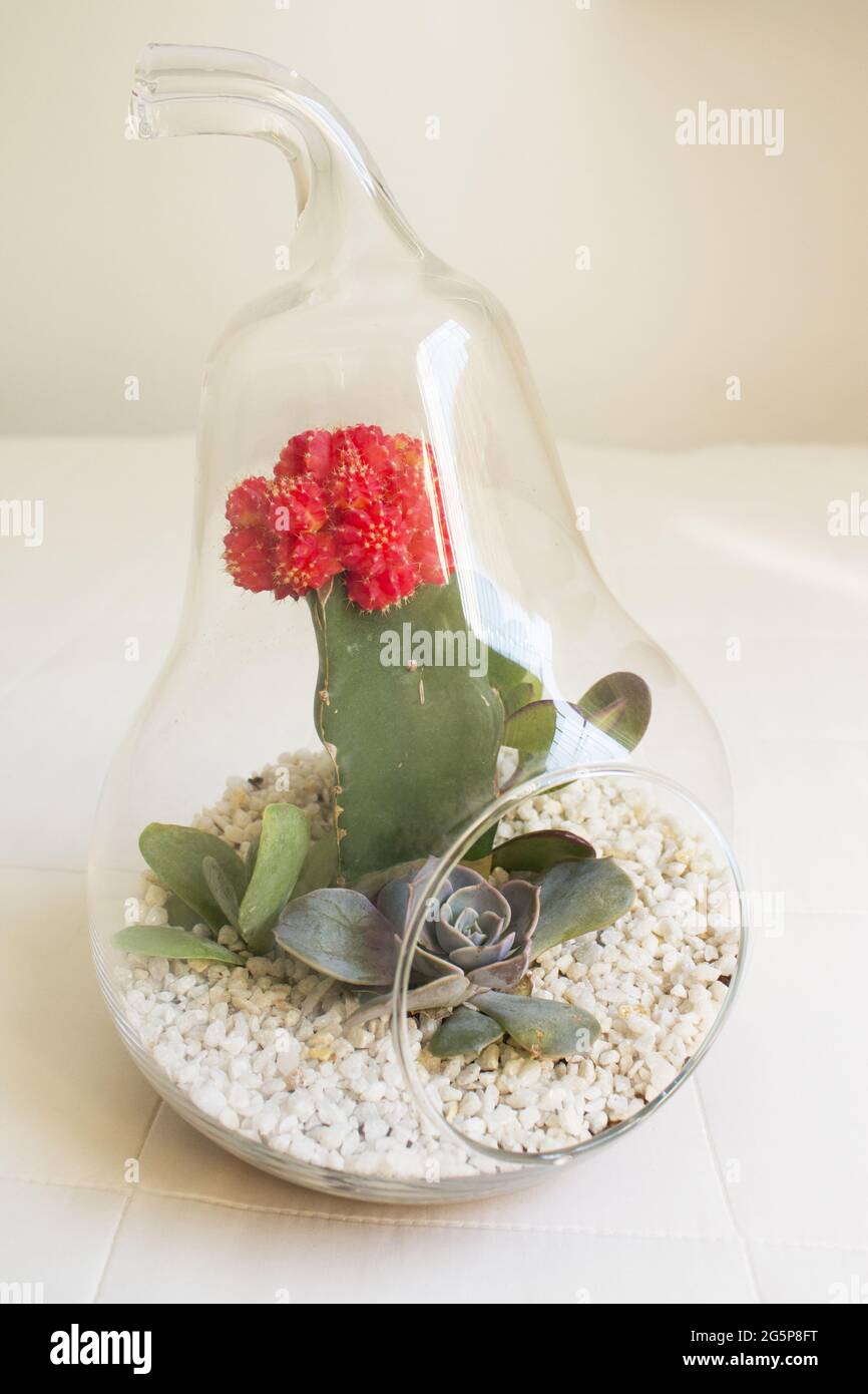 VASO VETRO CRYSTAL - Terrarium Line