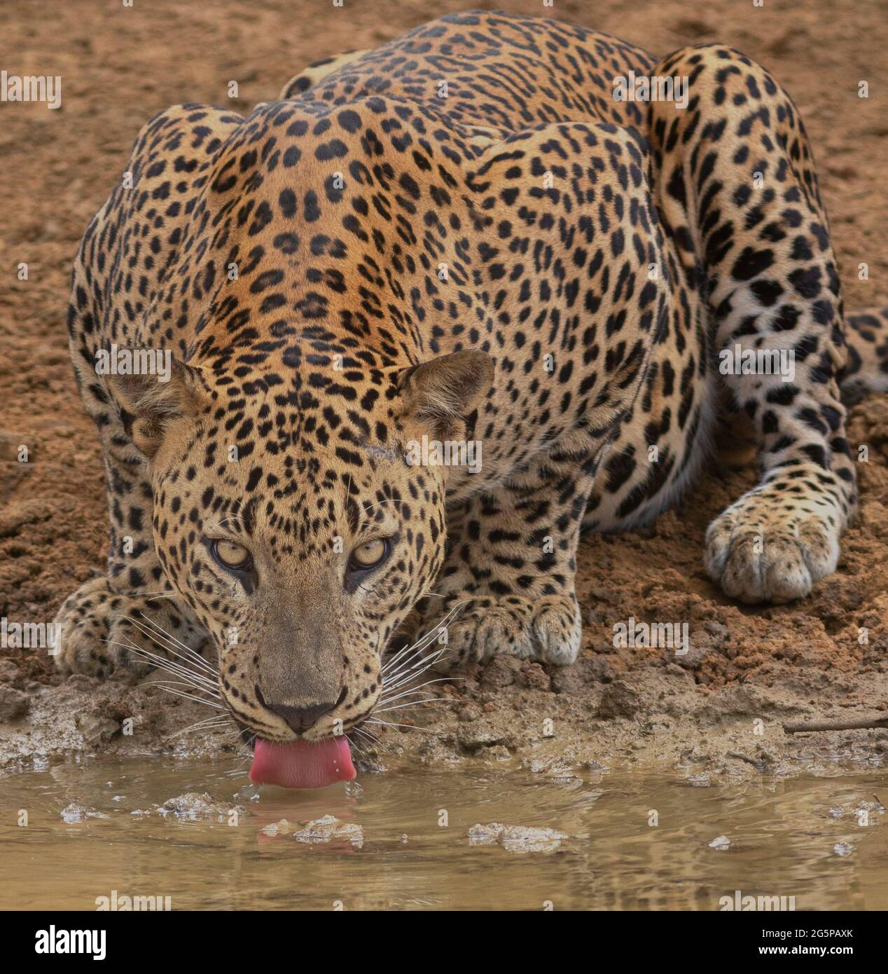 Leopardo bere; acqua potabile leopardo; leopardo in Sri Lanka; acqua potabile gatto grande; stampa leopardo Foto Stock