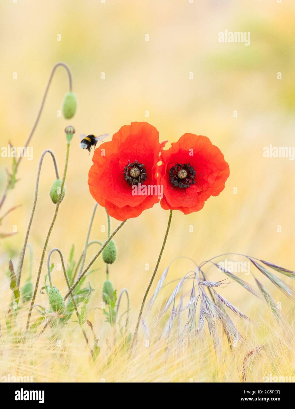 Bumblebee visita papaveri rossi in orzo e avena campo piantato a beneficio della fauna selvatica - Scozia, Regno Unito Foto Stock