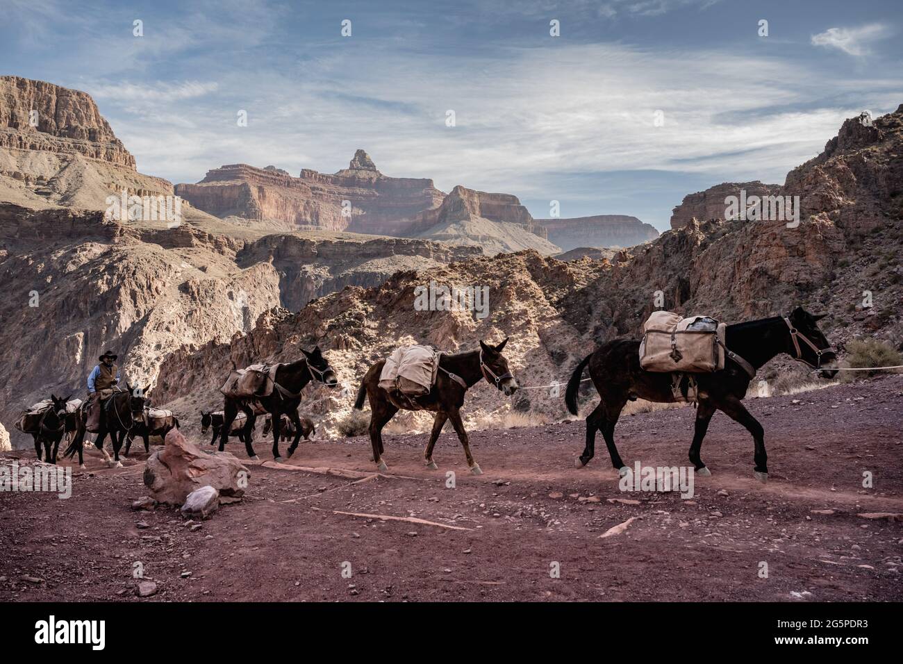 Grand Canyon National Park, Stati Uniti: 7 marzo 2021: Mulini che si dirigono verso il South Kaibsb Trail al mattino mentre si porta l'attrezzatura da Phantom Ranch Foto Stock