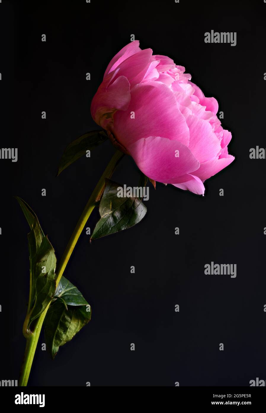 Uno spettacolare fiore di Peony rosa fotografato su uno sfondo nero. Si tratta di una varietà chiamata ‘Sarah Bernhardt’ Foto Stock