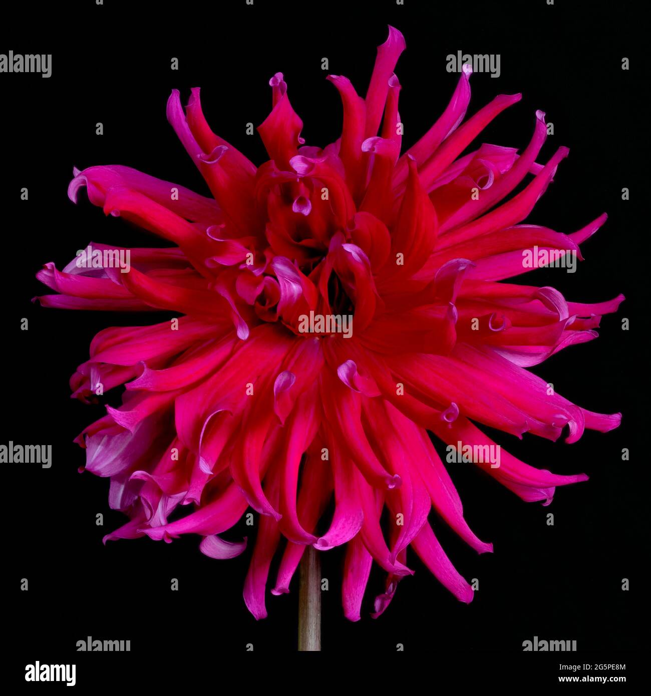 Primo piano di un fiore di Cerise Shaggy Dahlia. Membro della famiglia delle Compositae (chiamata anche Asteraceae), provengono dal Messico e dal Sud America. Foto Stock