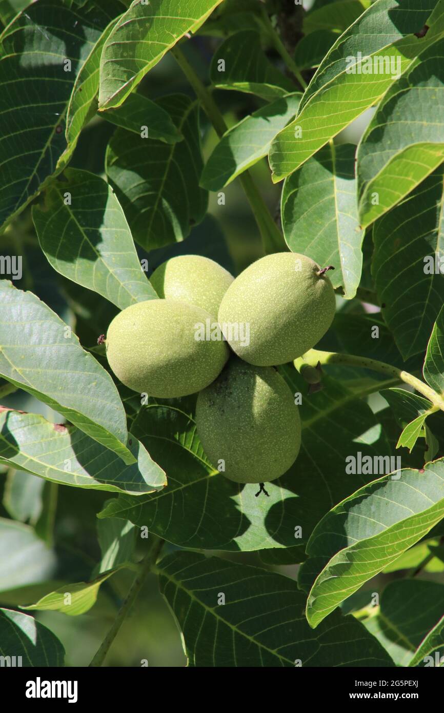 Noci verdi non mature, tipico frutto dell'albero italiano Foto Stock