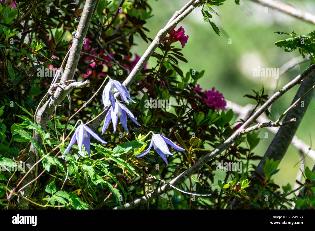 Primo piano di splendidi fiori alpini accanto a un sentiero escursionistico a Salisburgo, Austria Foto Stock