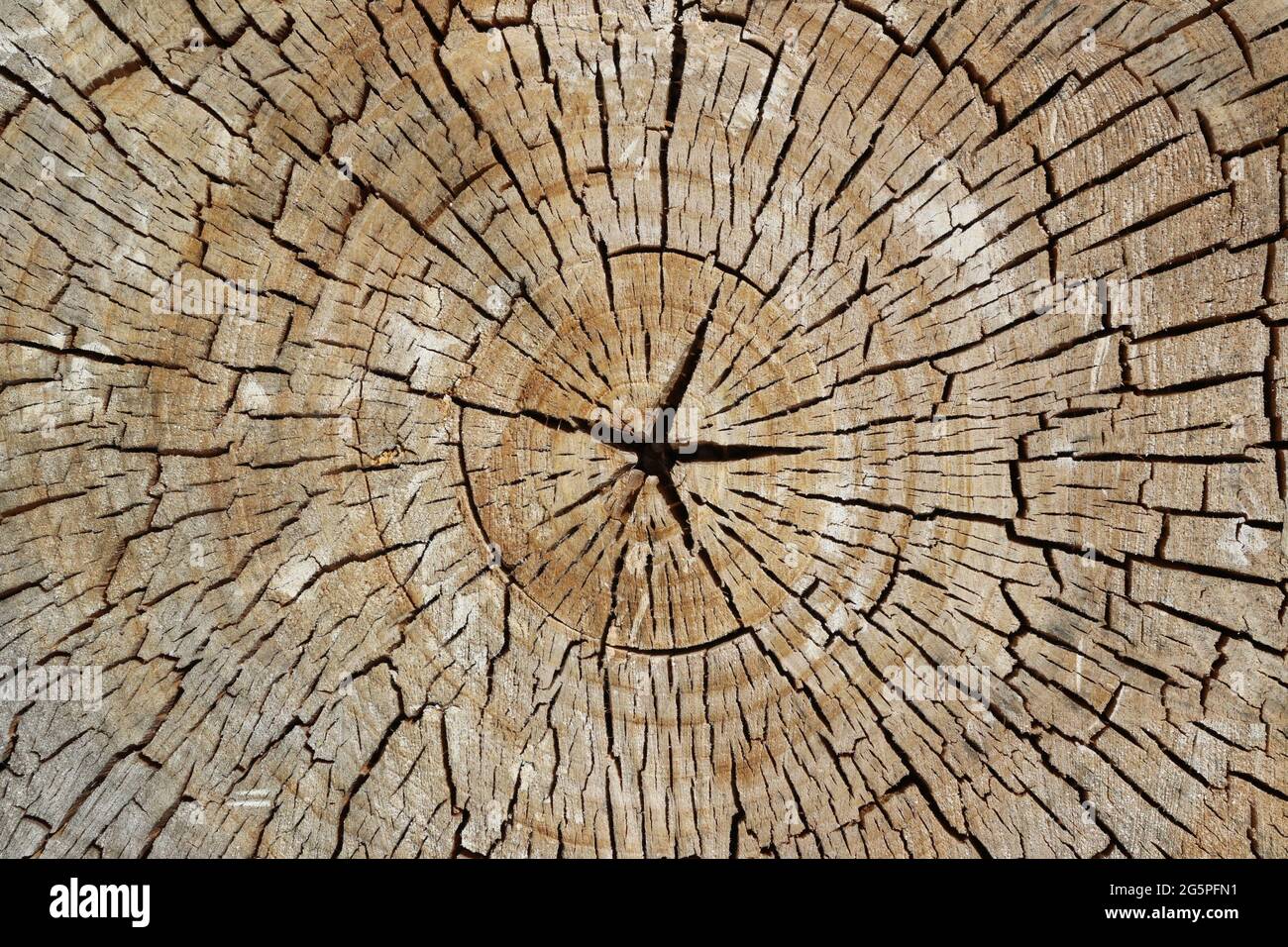 Anelli concentrici della sezione di un tronco di albero tagliato Foto Stock