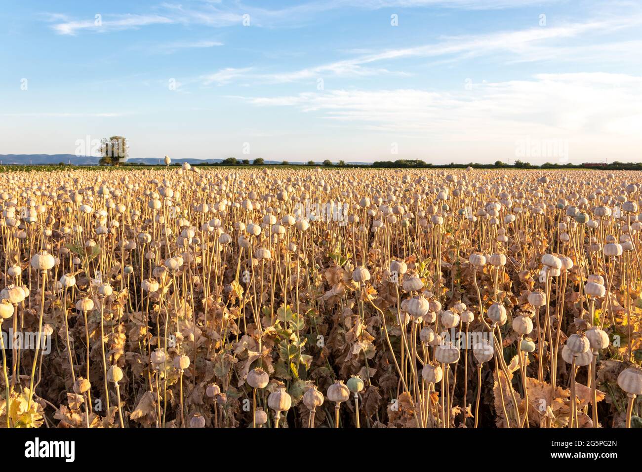 Campo di papavero in estate, quando la maggior parte delle teste di papavero sono asciutte e pronte per il raccolto. Campo agricolo in Serbia Foto Stock