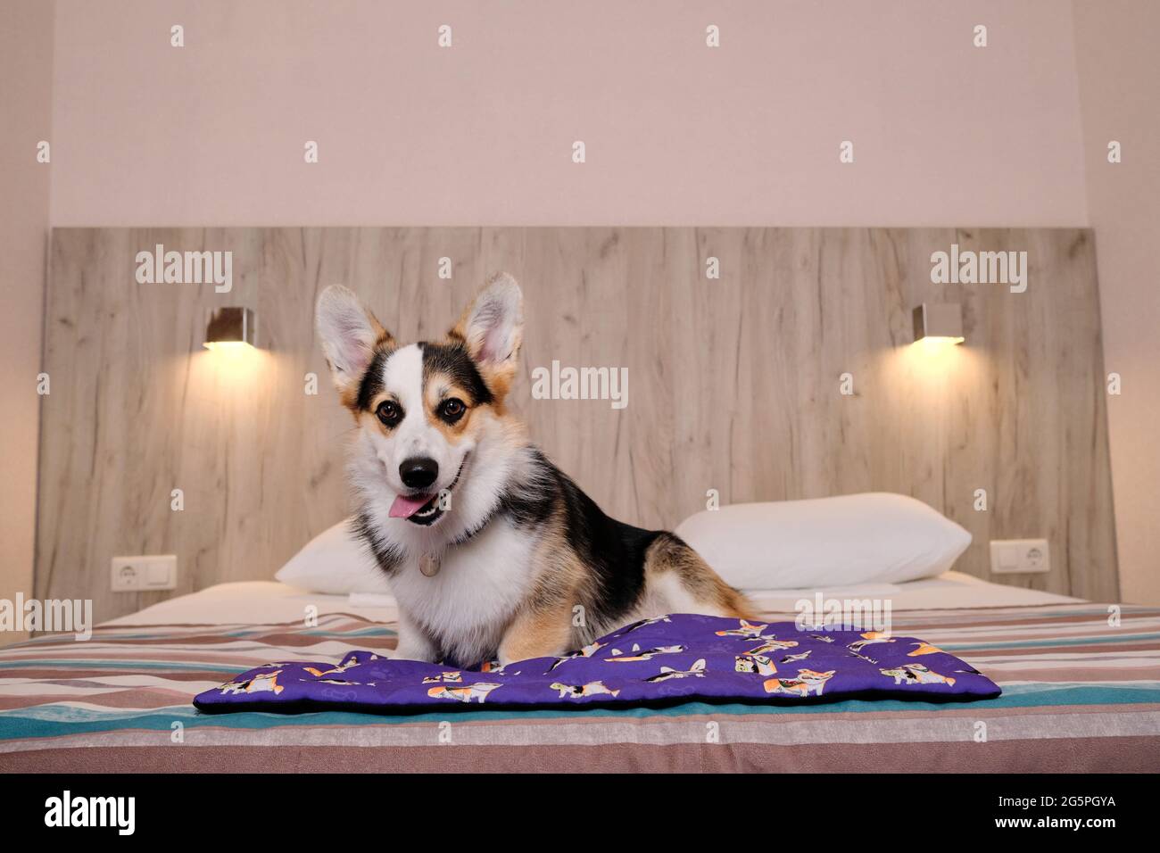 Corgi è seduta su un grande e comodo letto matrimoniale e pubblicizza un motel per rilassarsi con gli animali domestici. Gallese Corgi Pembroke Tricolor riposa in amico di cane Foto Stock