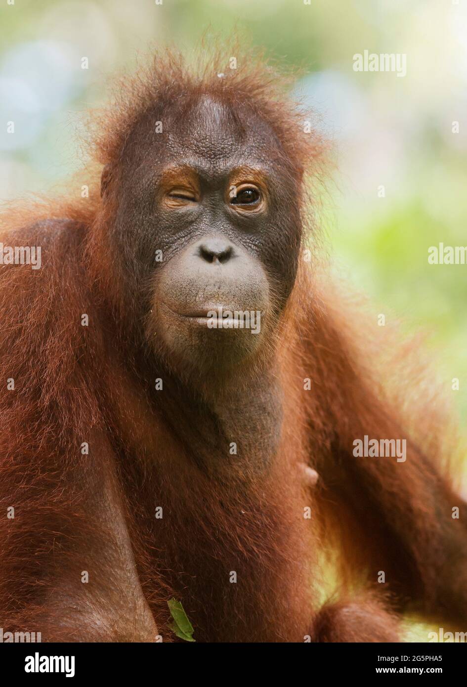 Orangutan borneano (Pongo pygmaeus) ritratto a faccia. Borneo, Malesia Foto Stock