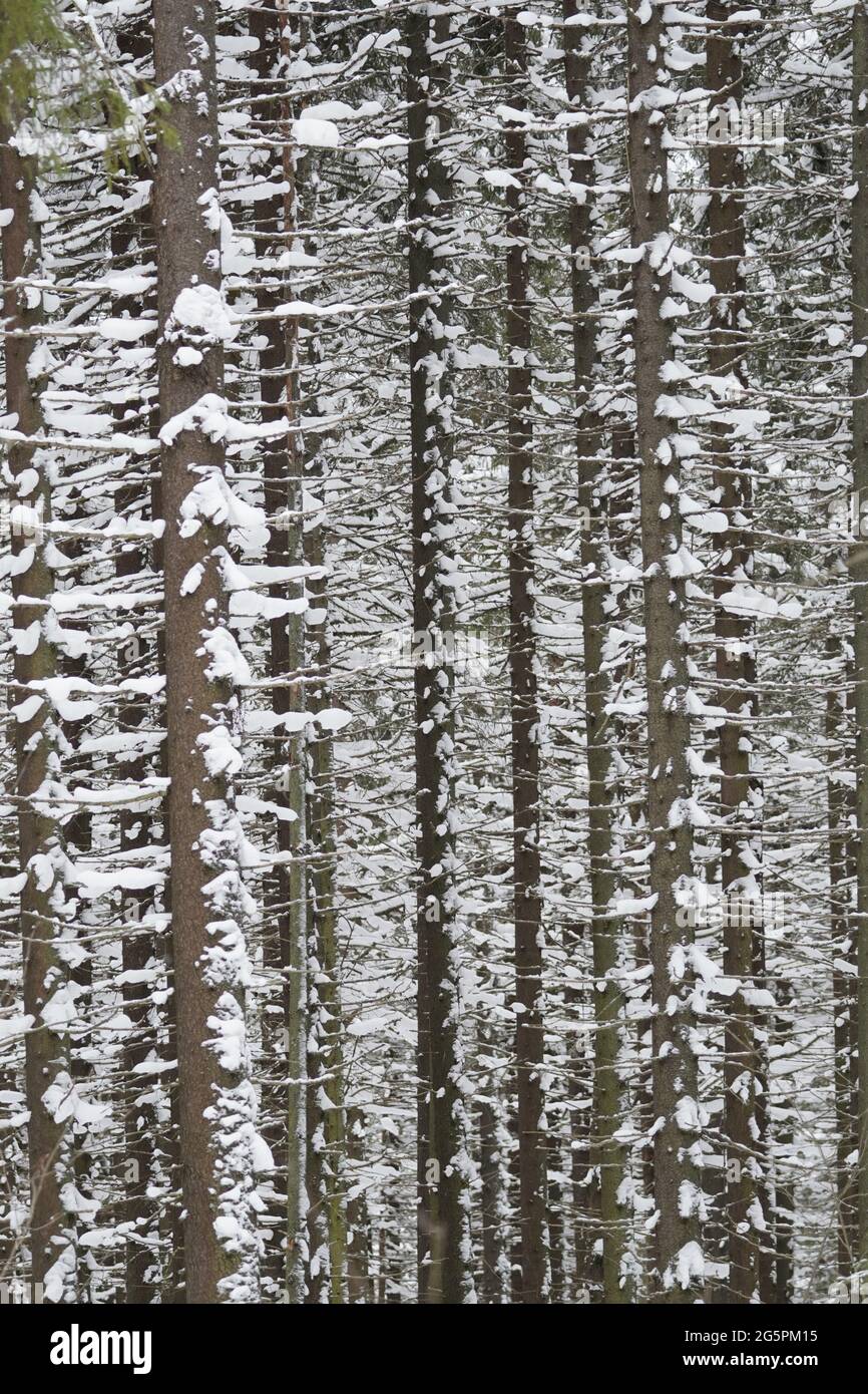 abete foresta nella neve. inverno Foto Stock