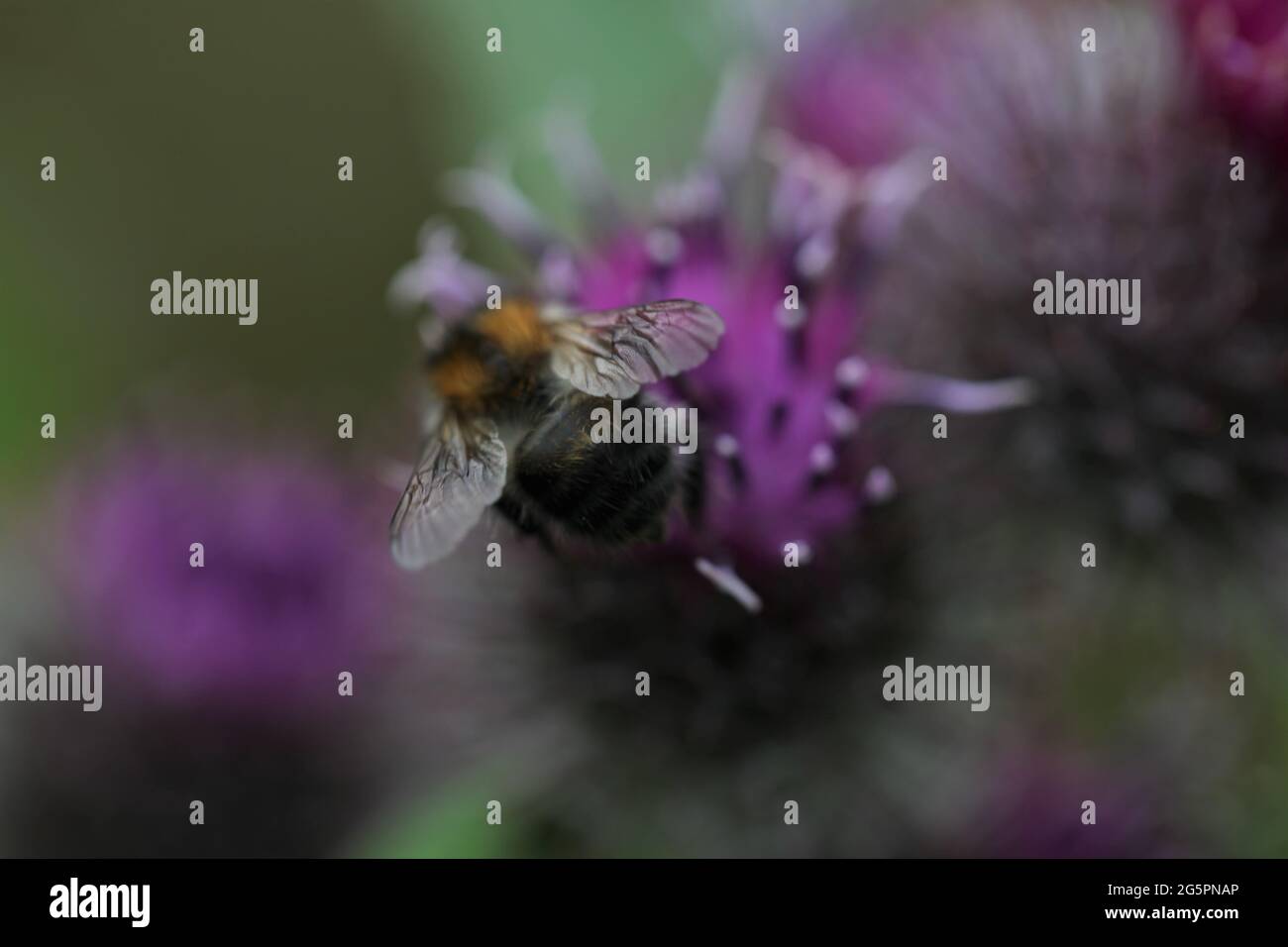 Natural World - primo piano di un'ape arbusto-carder / Bombus sylvarum che forava su un bordock Lesser a fiore viola / Arctium meno Foto Stock